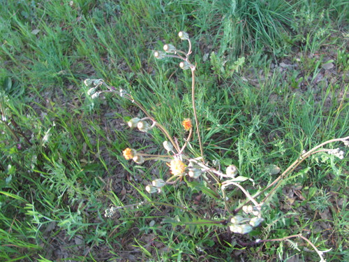 Beaked hawksbeard (Crepis vesicaria)