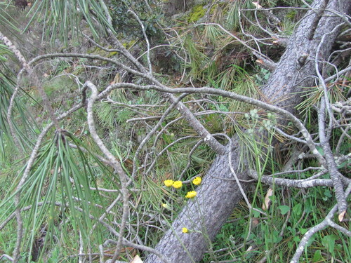 Beaked hawksbeard (Crepis vesicaria)
