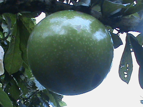 Common calabash tree (Crescentia cujete)