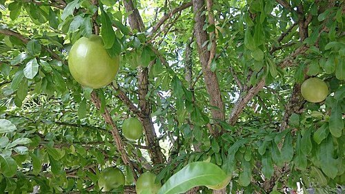 Common calabash tree: Crescentia cujete . Common name: Calabash Tree Origin: Tropical America