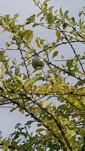 Common calabash tree (Crescentia cujete)