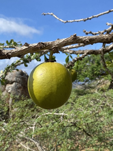 Common calabash tree (Crescentia cujete)