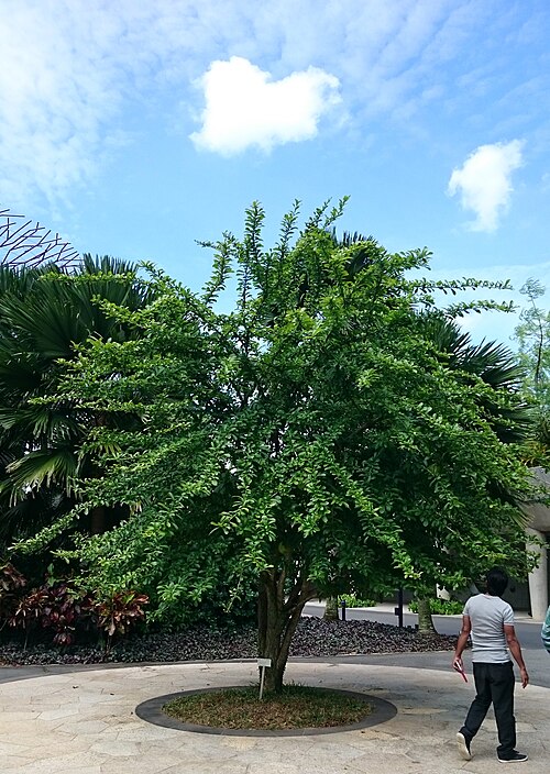 Common calabash tree: Crescentia cujete. Common name: Calabash Tree Origin: Tropical America