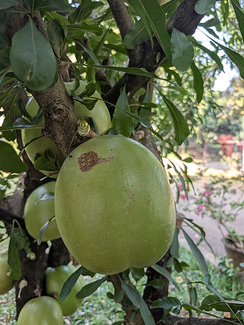 Common calabash tree: calabash tree-Crescentia cujete at KILA Campus Thrissur