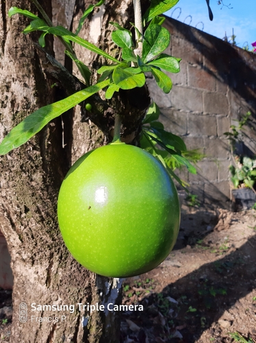 Common calabash tree (Crescentia cujete)