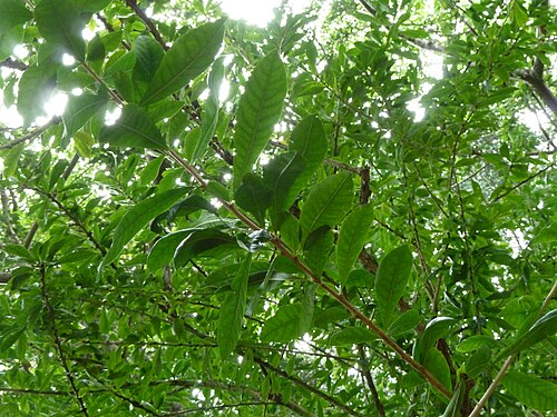 Common calabash tree: Crescentia cujete - Calabash Tree, at Wahiawa Botanical Garden on Oahu