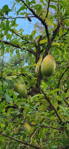 Common calabash tree (Crescentia cujete)
