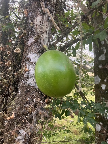 Common calabash tree (Crescentia cujete)