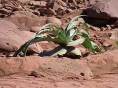 Crinum buphanoides (Crinum buphanoides)