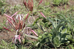 Crinum buphanoides (Crinum buphanoides)