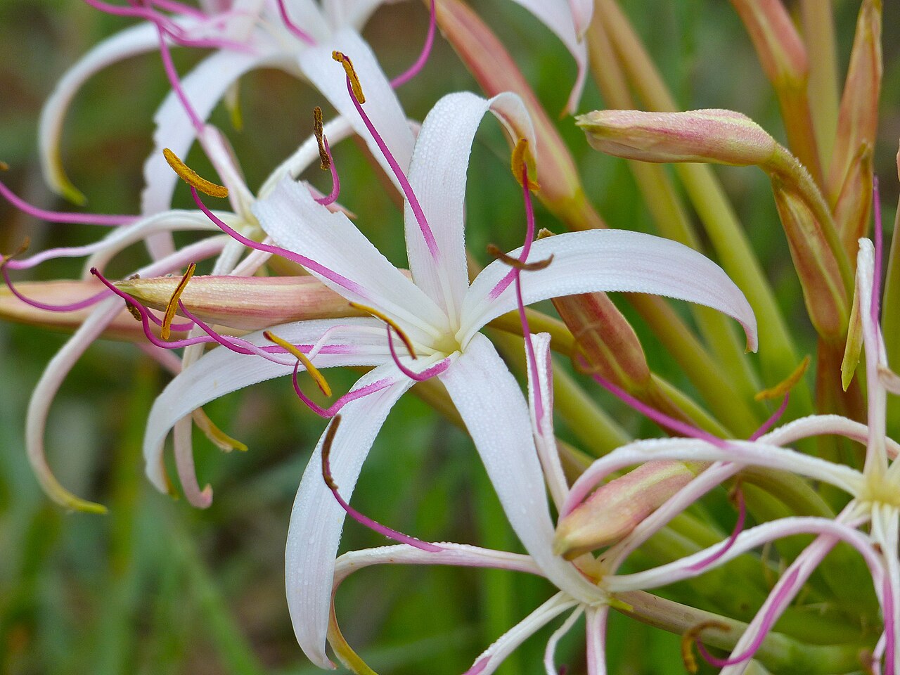 Crinum buphanoides: S36 Road, Kruger NP, SOUTH AFRICA