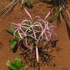Crinum buphanoides (Crinum buphanoides)