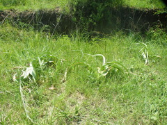 Crinum buphanoides (Crinum buphanoides)