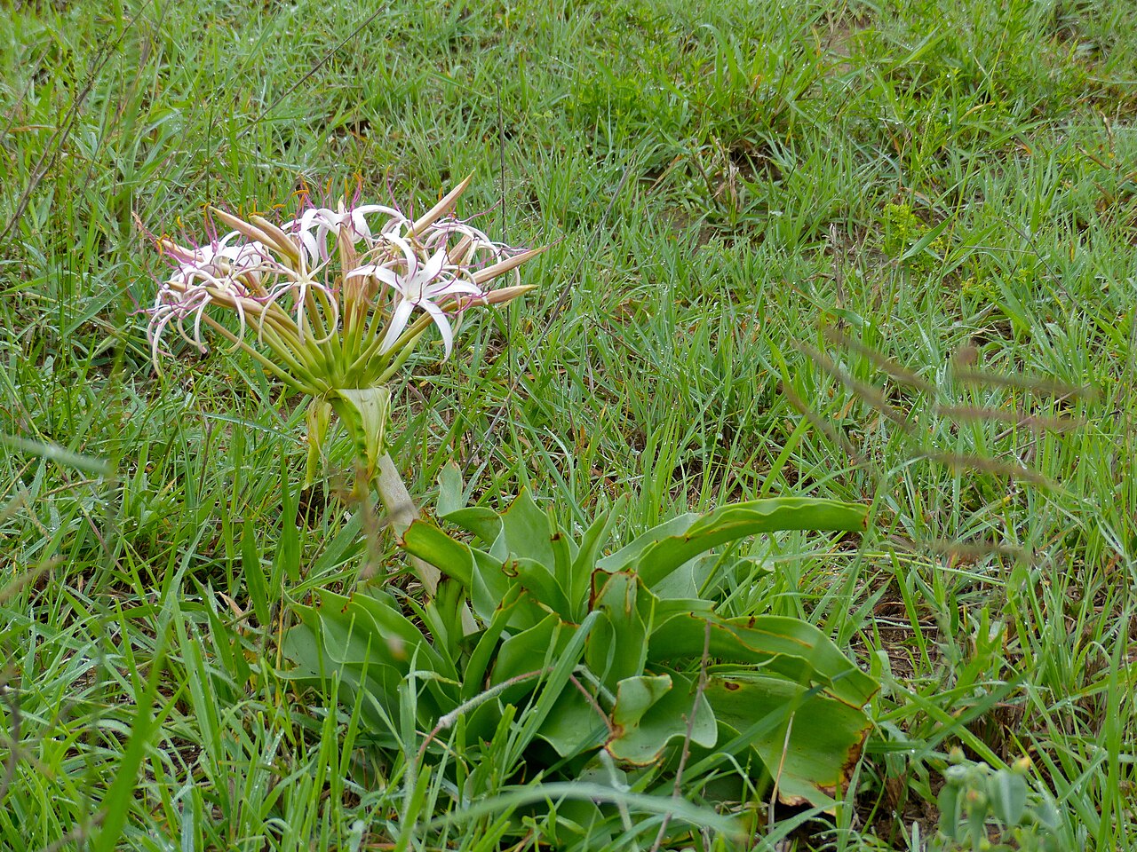 Crinum buphanoides: S36 Road, Kruger NP, SOUTH AFRICA