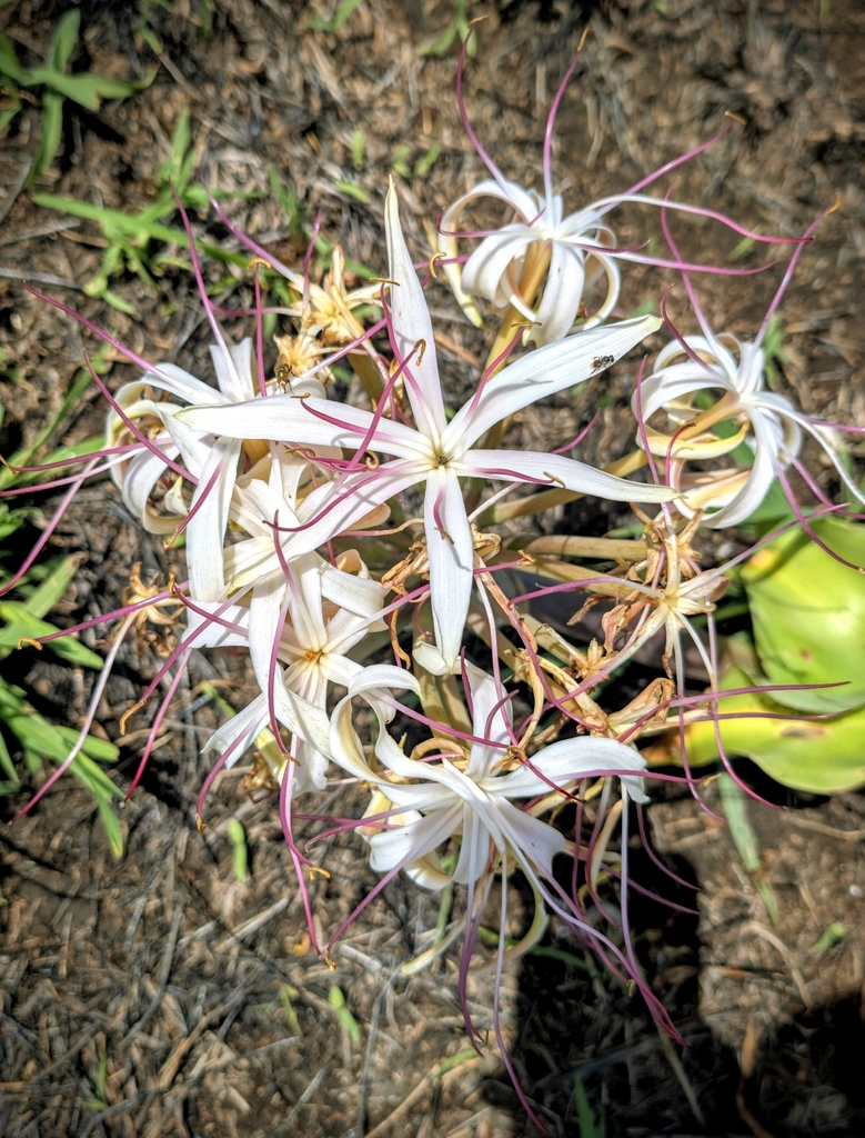 Crinum buphanoides (Crinum buphanoides)