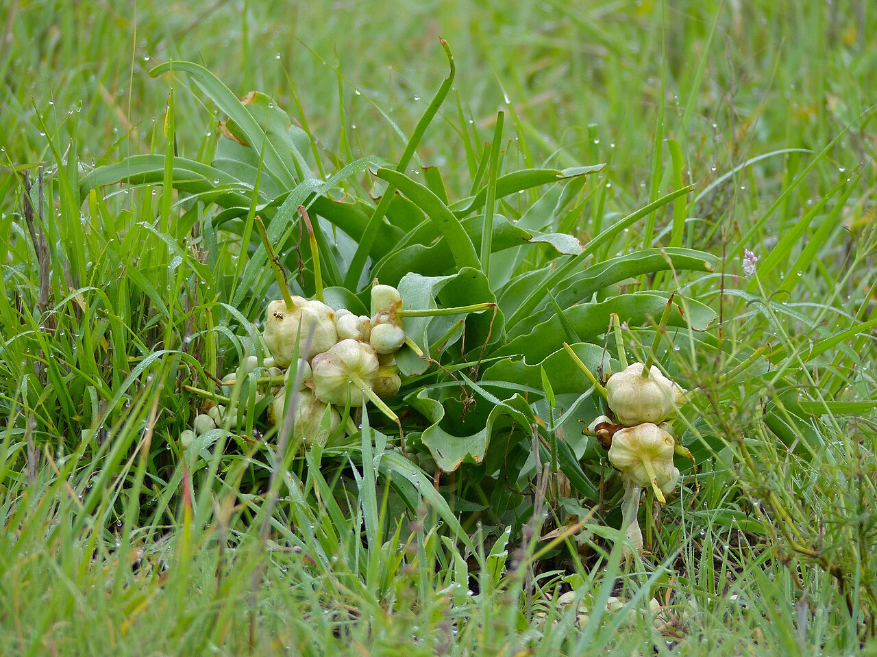 Crinum buphanoides: S36 Road, Kruger NP, SOUTH AFRICA
