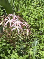 Crinum buphanoides (Crinum buphanoides)