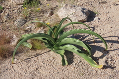 Crinum buphanoides (Crinum buphanoides)