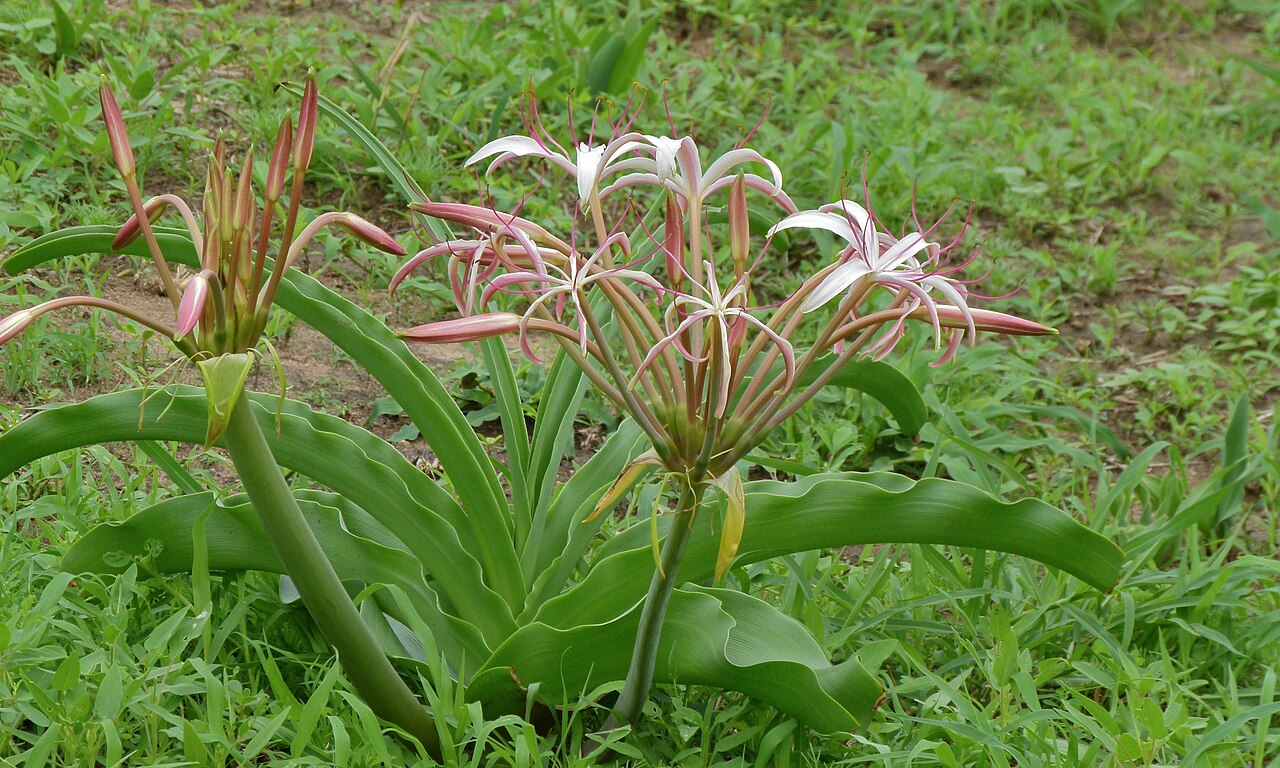 Crinum buphanoides: H4-1 East of Skukuza, Kruger NP, SOUTH AFRICA