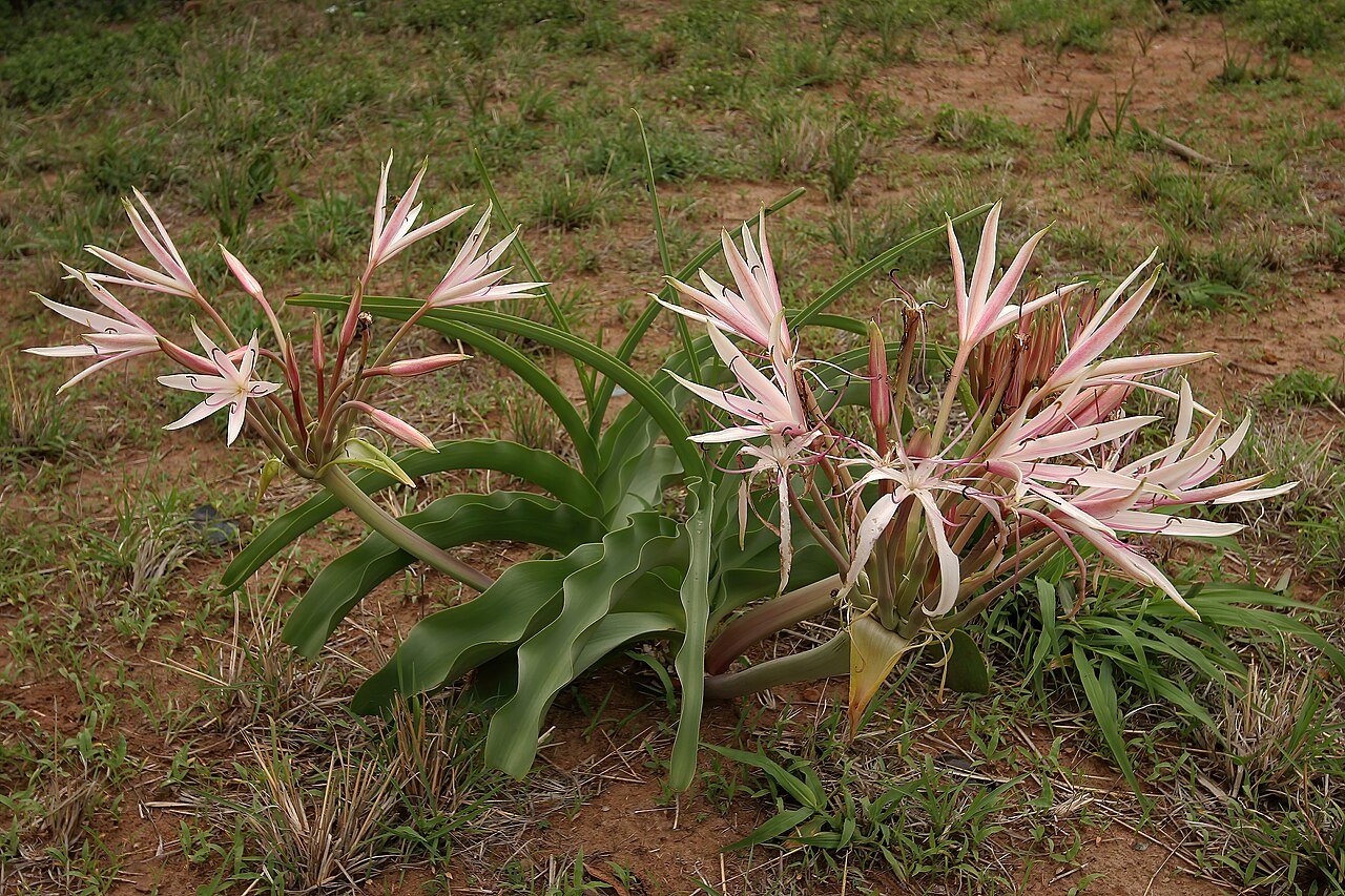 Crinum buphanoides: Crinum buphanoides , plant in flower; bushveld between Mookgophong to Mokopane, Limpopo, South Africa