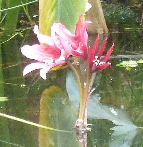 Crinum campanulatum: Flowers of Marsh lily in a pond at Manie van der Schijff Botanical Garden, Pretoria