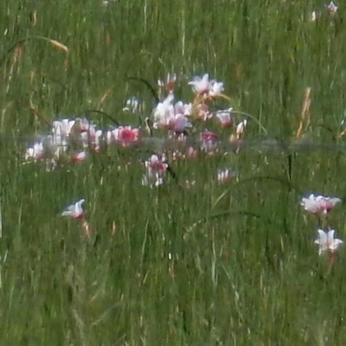 Crinum campanulatum (Crinum campanulatum)