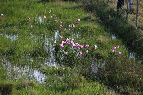 Crinum campanulatum (Crinum campanulatum)