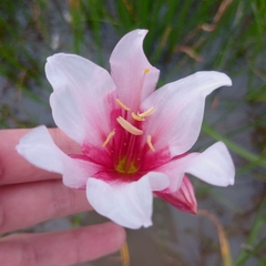 Crinum campanulatum (Crinum campanulatum)