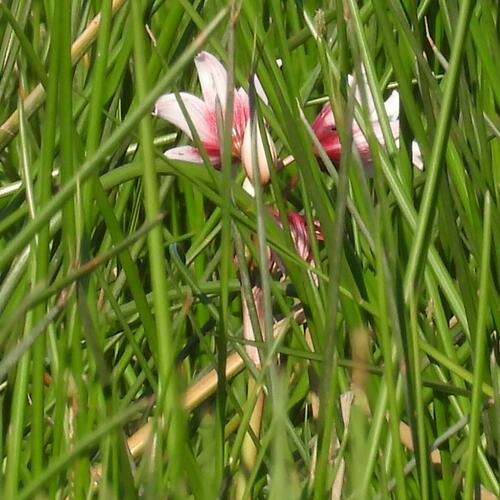 Crinum campanulatum (Crinum campanulatum)