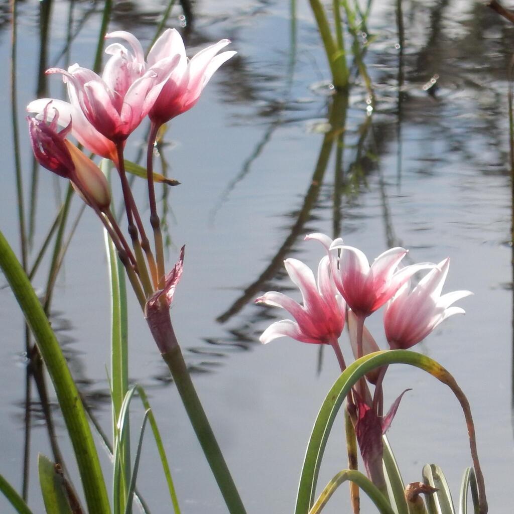 Crinum campanulatum (Crinum campanulatum)