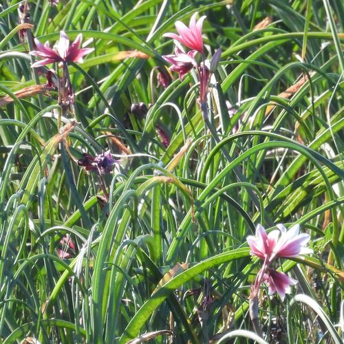 Crinum campanulatum (Crinum campanulatum)