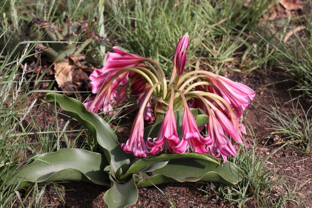 Crinum graminicola: Macro shots at Walter Sisulu Botanical Garden