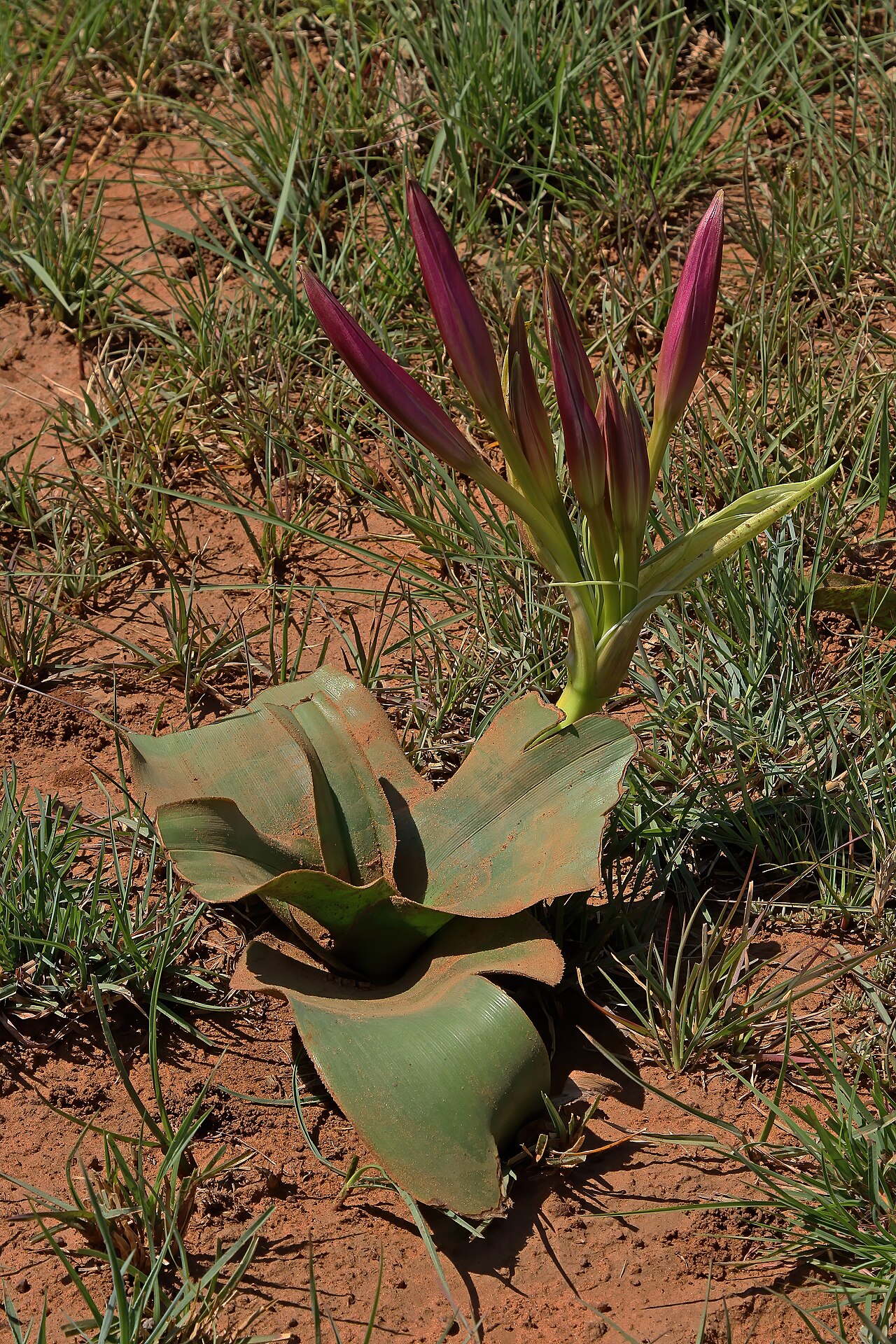Crinum graminicola: Crinum graminicola , plant with flower buds; grassland near Wolmaransstad, North West, South Africa