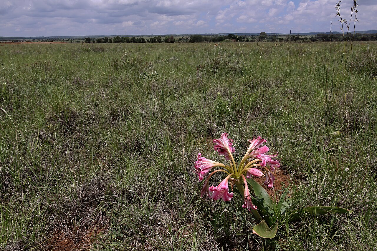 Crinum graminicola: Crinum graminicola , plant in flower; grassland near Wolmaransstad, North West, South Africa