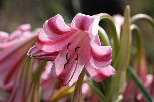 Crinum graminicola: Macro shots at Walter Sisulu Botanical Garden
