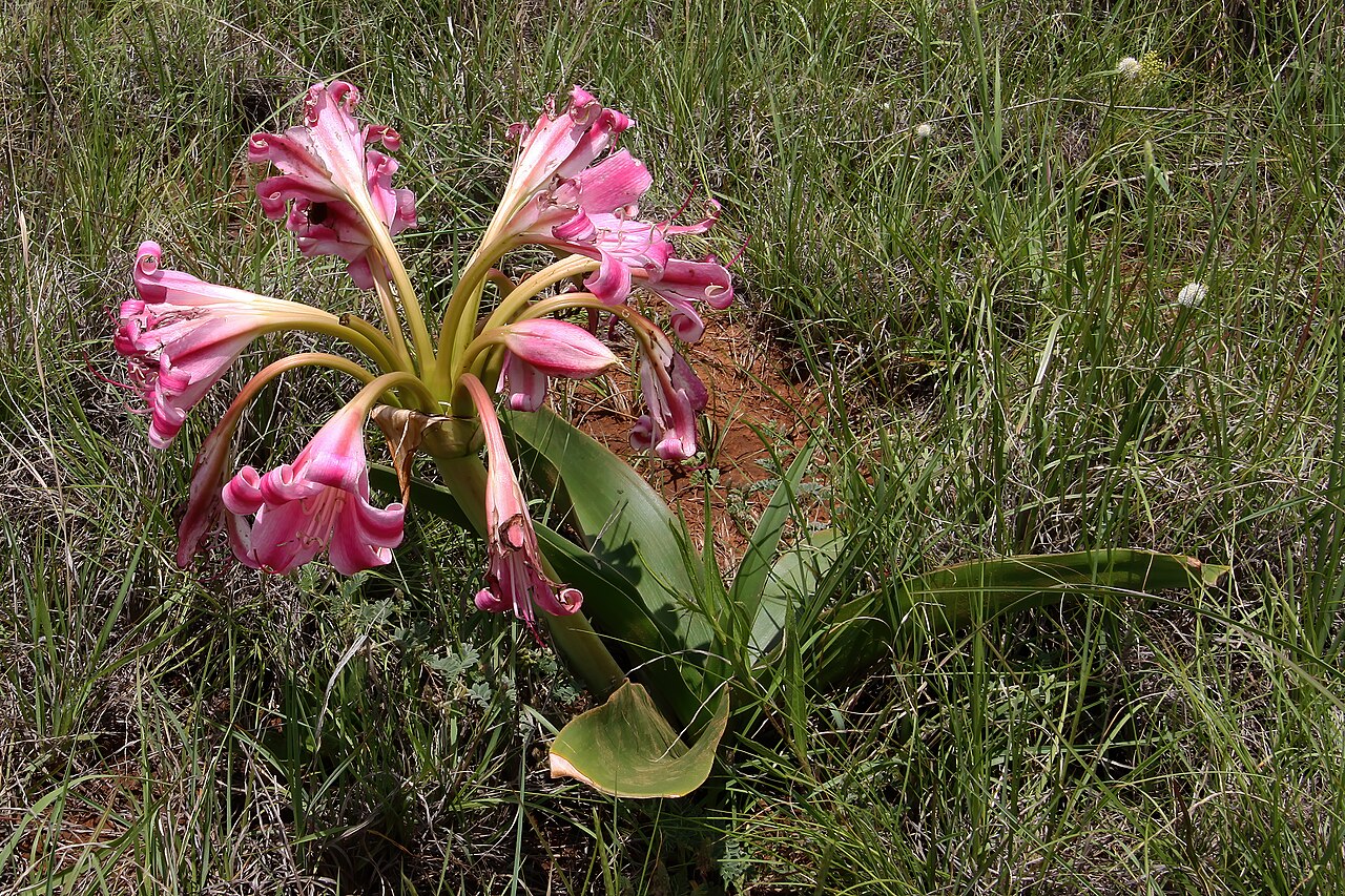 Crinum graminicola: Crinum graminicola , plant in flower; grassland near Wolmaransstad, North West, South Africa