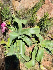 Crinum graminicola (Crinum graminicola)