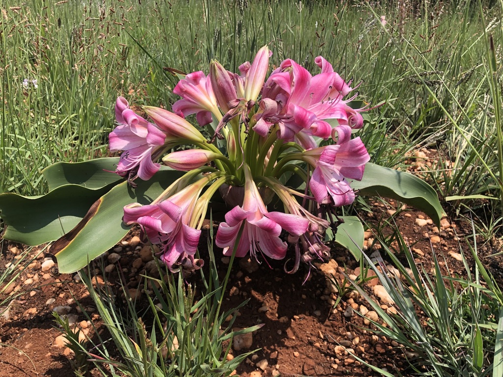 Crinum graminicola (Crinum graminicola)