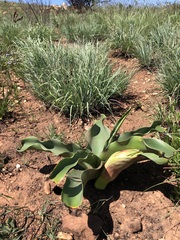 Crinum graminicola (Crinum graminicola)