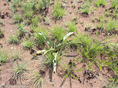 Crinum graminicola (Crinum graminicola)