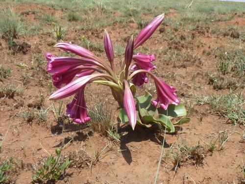 Crinum graminicola (Crinum graminicola)