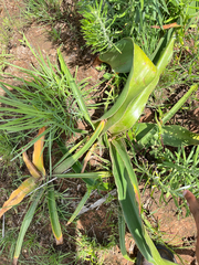 Crinum graminicola (Crinum graminicola)