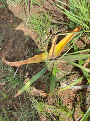Crinum graminicola (Crinum graminicola)