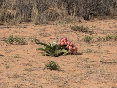 Crinum stuhlmannii (Crinum stuhlmannii)
