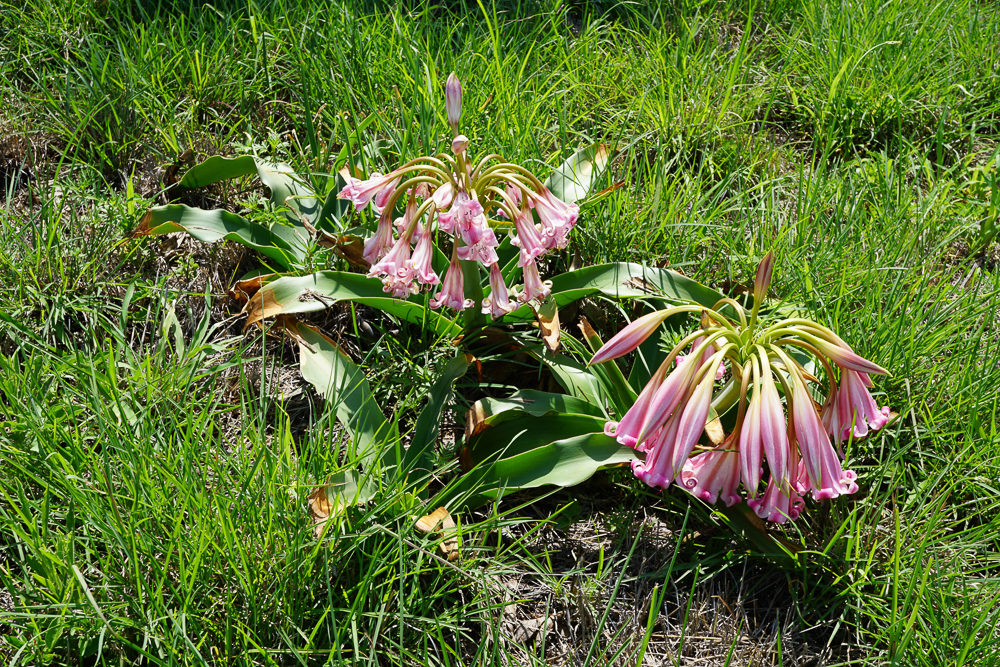 Crinum stuhlmannii (Crinum stuhlmannii)