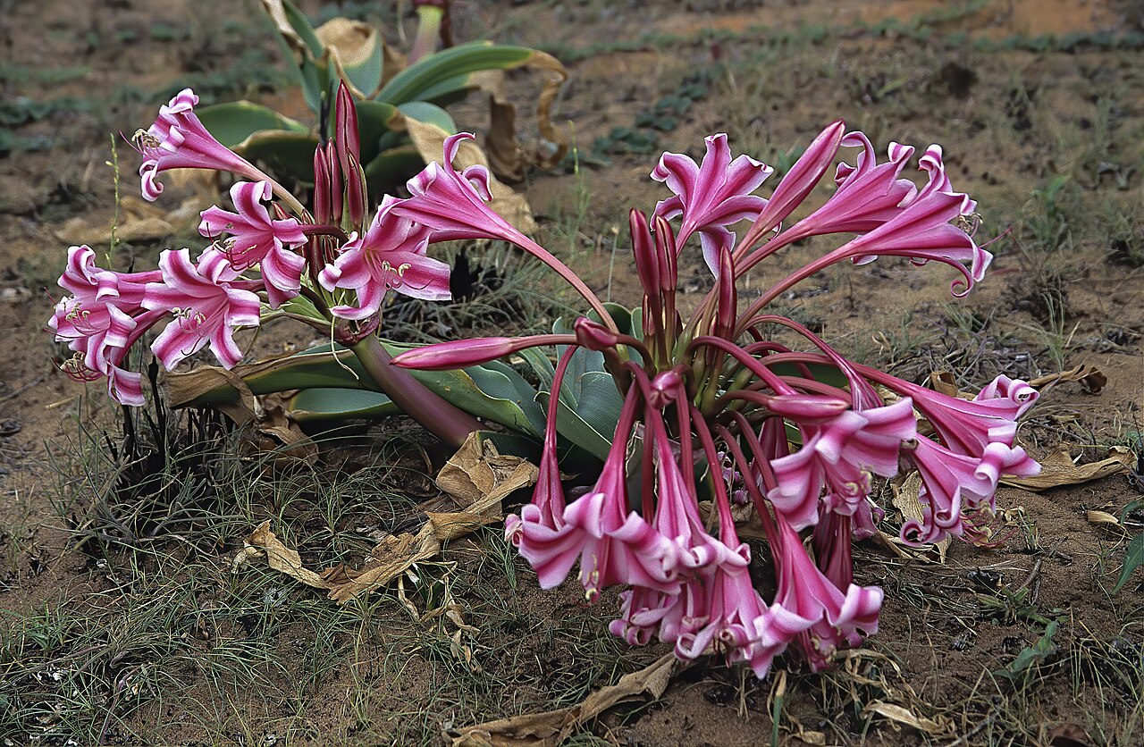 Crinum stuhlmannii: Crinum stuhlmannii subsp. delagoense , plant in flower; near Tinonganine. Maputo Province, southern Mozambique
