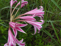Crinum stuhlmannii (Crinum stuhlmannii)