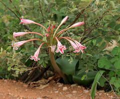 Crinum stuhlmannii (Crinum stuhlmannii)