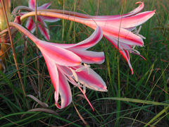 Crinum stuhlmannii (Crinum stuhlmannii)