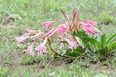 Crinum stuhlmannii (Crinum stuhlmannii)